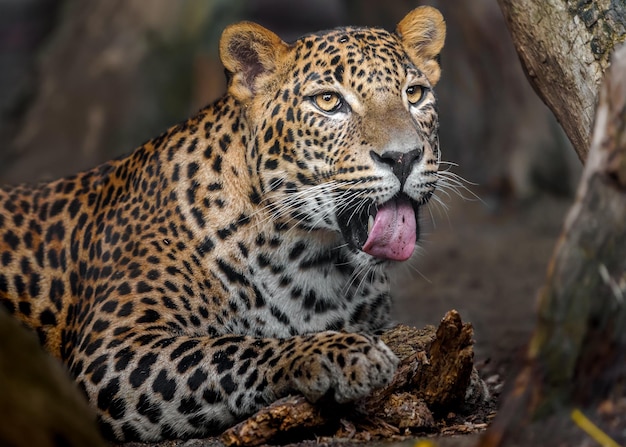 Leopardo dello Sri Lanka