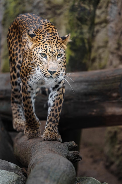 Leopardo dello Sri Lanka