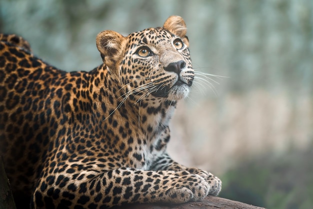 Leopardo dello Sri Lanka