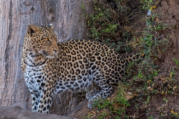 Leopardo femmina accovacciato tra i rami di un albero
