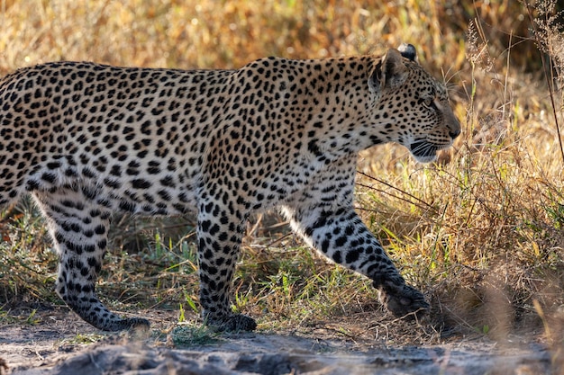 Leopardo femminile Botswana Africa