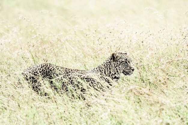 Leopardo in erba nel Parco Nazionale del Serengeti