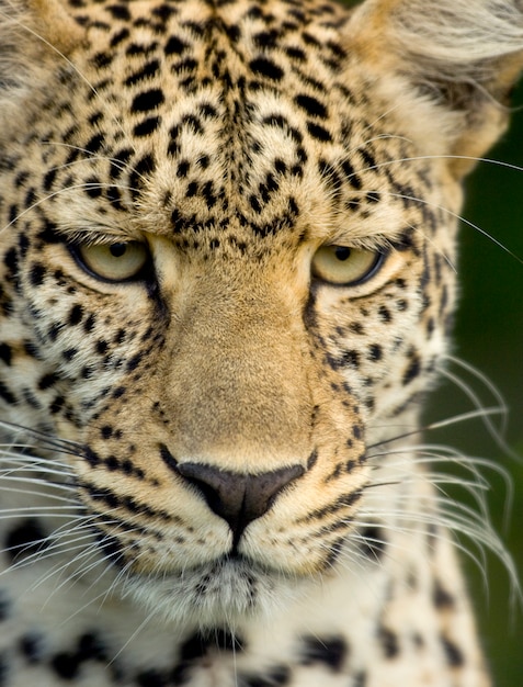 Leopardo nella riserva nazionale del serengeti