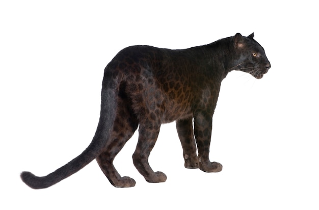 Leopardo nero su un bianco isolato