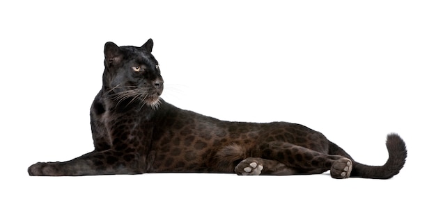 Leopardo nero su un bianco isolato