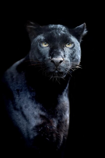 Leopardo nero