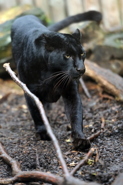 Leopardo nero