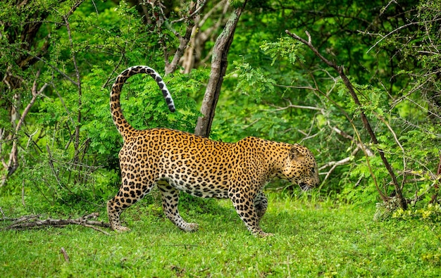 Leopardo Panthera pardus kotiya nel Parco nazionale di Yala Sri Lanka