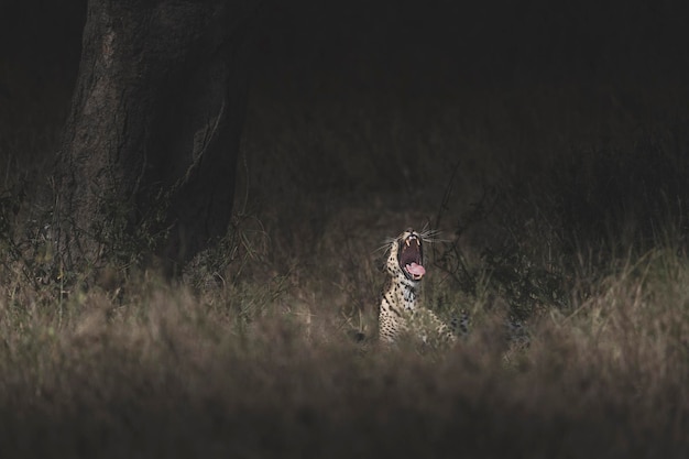 Leopardo Panthera pardus