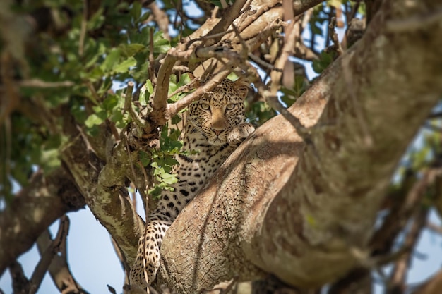 Leopardo Panthera pardus