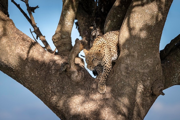 Leopardo Panthera pardus