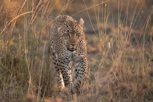 Leopardo Panthera pardus