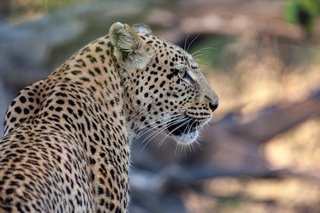 Leopardo Panthera pardus