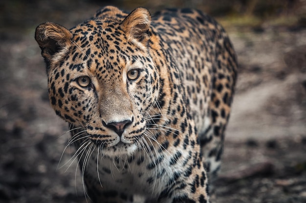 Leopardo persiano Panthera pardus saxicolor