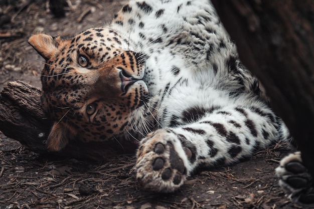 Leopardo persiano Panthera pardus saxicolor