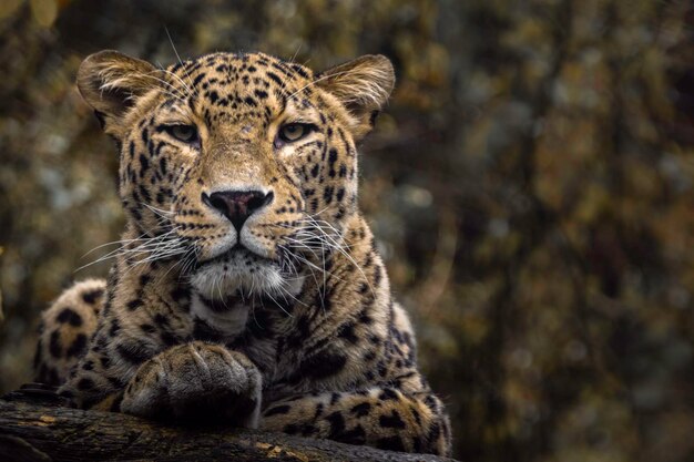 Leopardo persiano