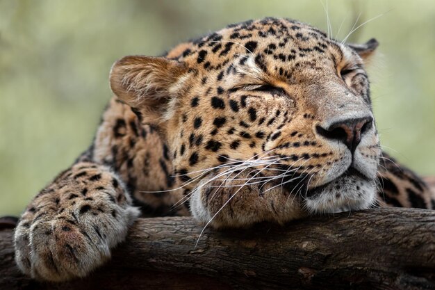 Leopardo persiano