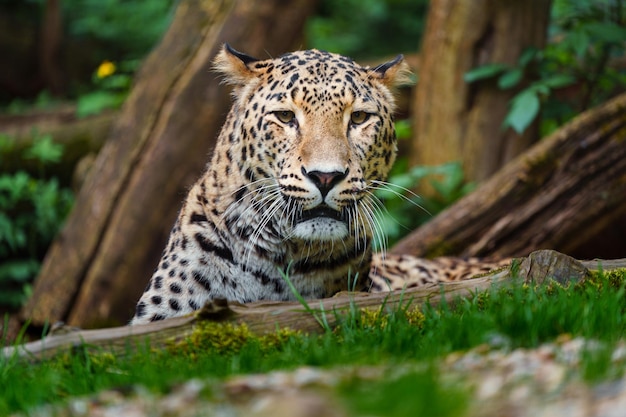 Leopardo persiano