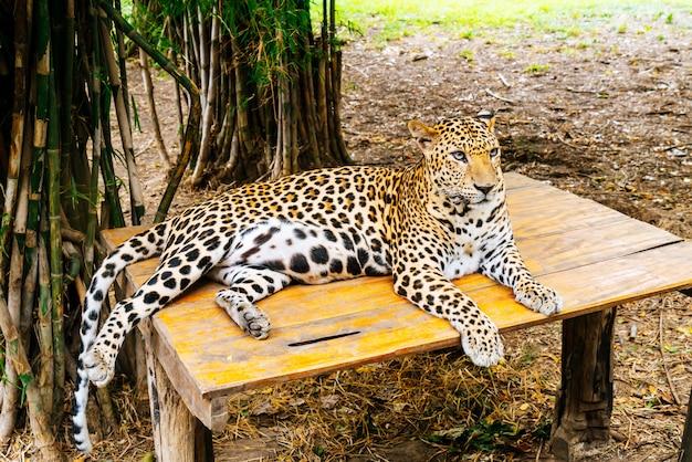leopardo sdraiato sul legno