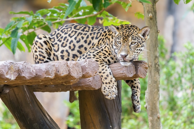 Leopardo sdraiato sull'albero nella foresta