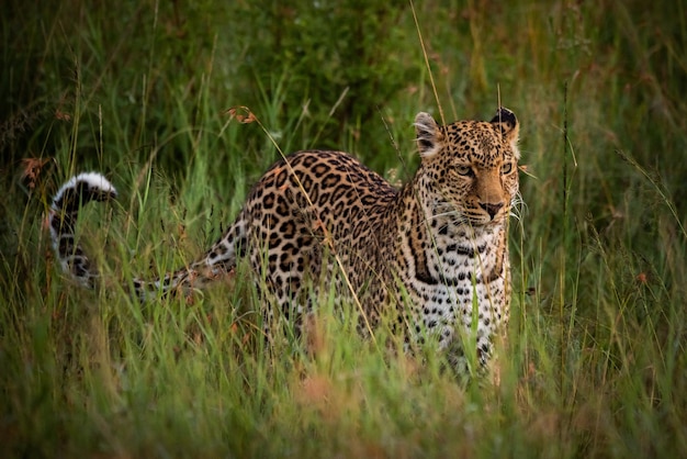 Leopardo su un terreno erboso