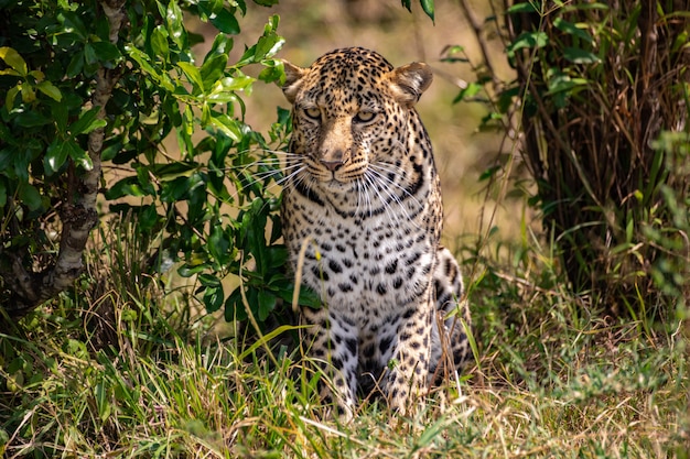 Leopardo tra i cespugli