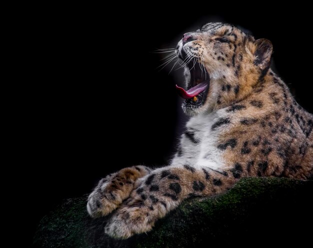 Leopardo