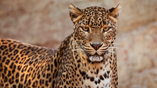 Leopardo