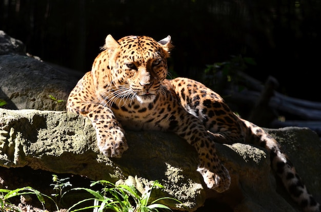 leopardo