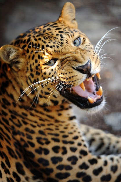 Leopardo