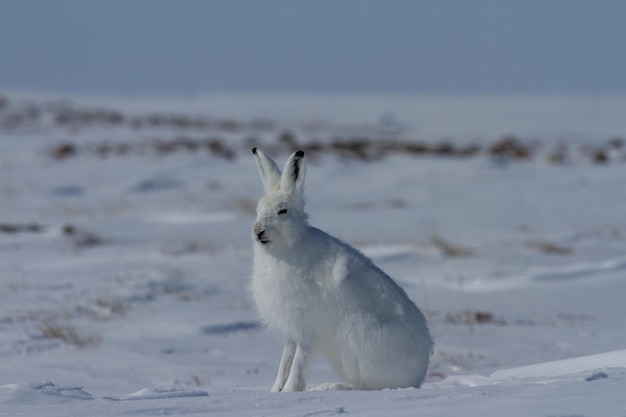 Lepre artico lepus arcticus seduto sulla neve e spargendo il suo mantello invernale nunavut canada