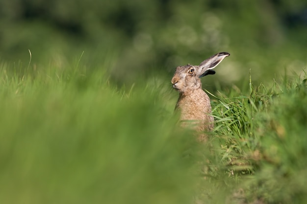 Lepre bruna europea lepus europaeus