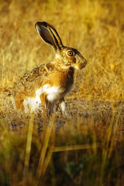 Lepre europea - Lepus europaeus. Mammifero della famiglia dei Leporidi.