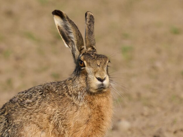 Lepre europea Lepus Europaeus