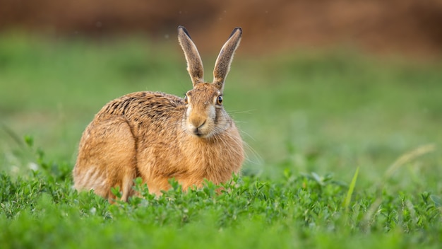 Lepre marrone fissando dal campo di trifoglio nella natura primaverile