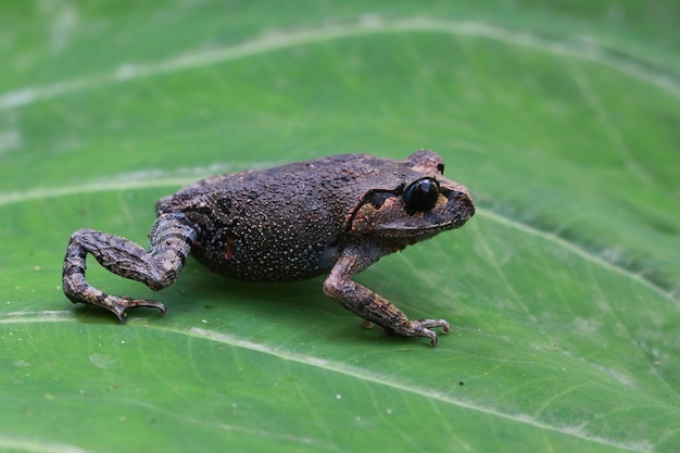 Leptobrachium hasseltii Serasah toad closeup su foglie verdi