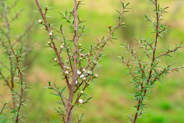 Leptospermum scoparium comunemente chiamato manuka proviene dal sud-est dell'Australia e dalla Nuova Zelanda