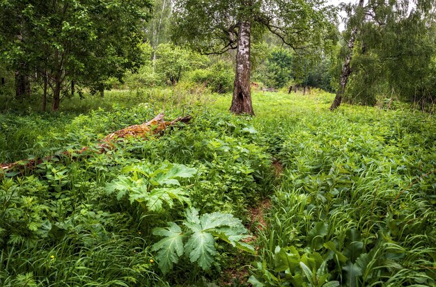 Lesnye lopuhi la foresta di bardana