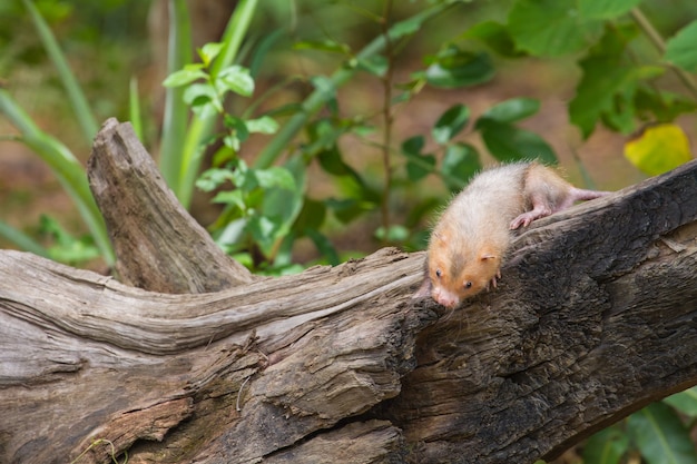 Lesser Bamboo Rat in natura