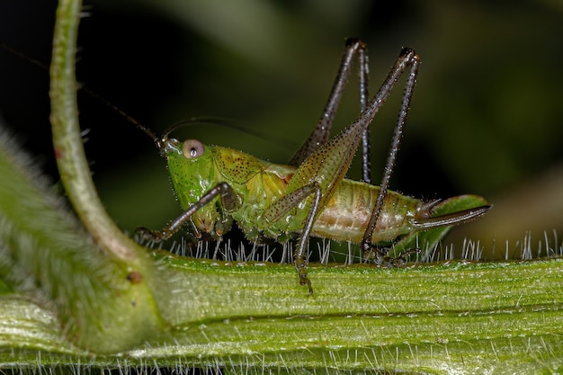 Lesser Meadow Katydid Ninfa del genere Conocephalus