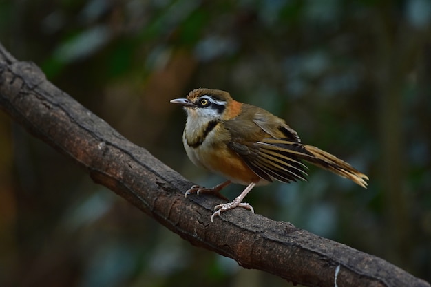 Lesser Necklaced Laughingthrush che si appollaia sul ramo in natura