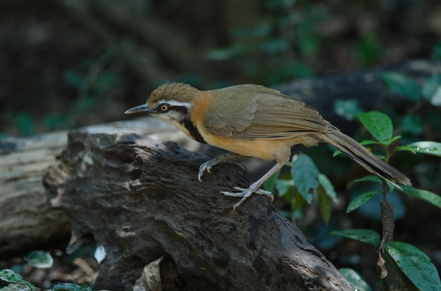 Lesser Necklaced Laughingthrush (Garrulax monileger)