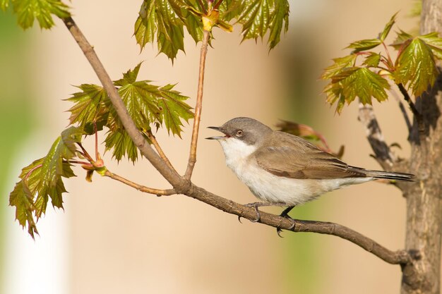 Lesser whitethroat sylvia curruca L'uccello canta seduto su un ramo vicino alle giovani foglie di una castagna