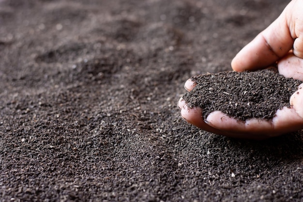 Letame di vermi nelle mani di un agricoltore Concetto di agricoltura e coltivazione