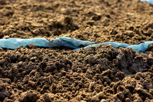 Letame o letame di vacca per la coltivazione e l'agricoltura.