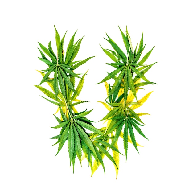 Lettera V fatta di foglie di cannabis verdi su uno sfondo bianco Isolato