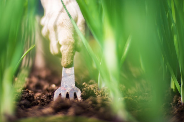 Letti di disboscamento con piante agricole che crescono in giardino Controllo delle erbacce in giardino Land coltivato da vicino Lavori agricoli sulla piantagione