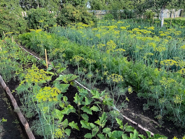 letti per la coltivazione di ortaggi in giardino