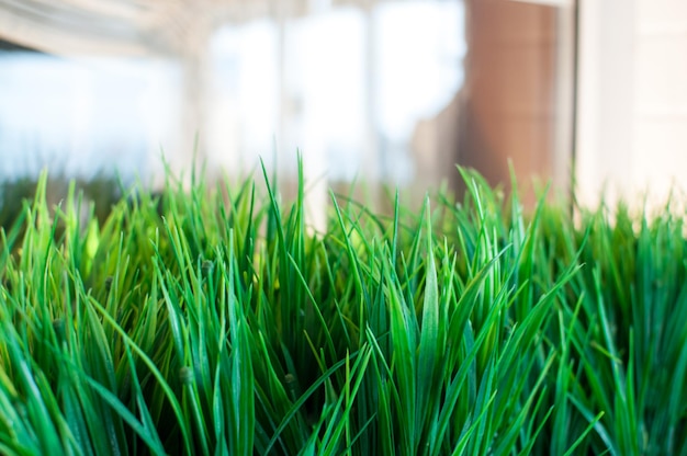 Lettiera artificiale in erba succosa in un caffè Vista interna della pianta verde