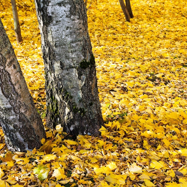 Lettiera autunnale sotto gli alberi di betulla